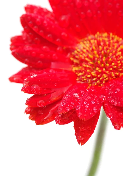 Piros gerbera — Stock Fotó