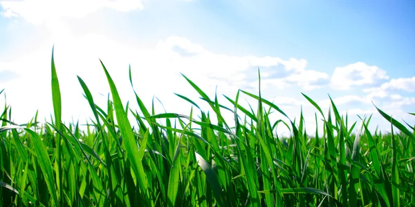 Grünes Gras — Stockfoto