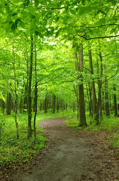 Pad in het bos — Stockfoto