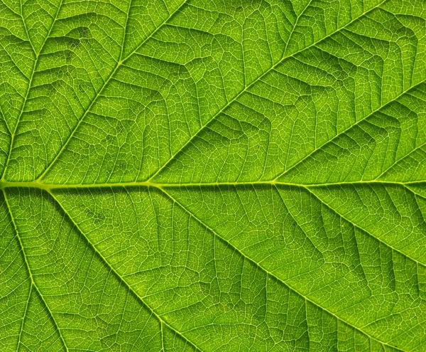 Textura de hoja verde — Foto de Stock