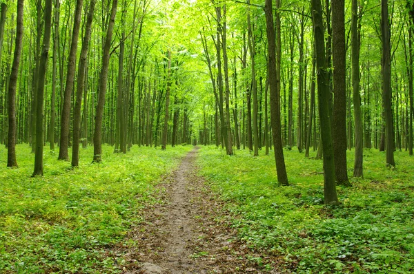 Trees — Stock Photo, Image