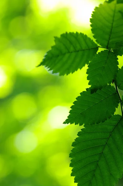 Groene bladeren — Stockfoto