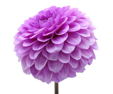 Pembe çiçek