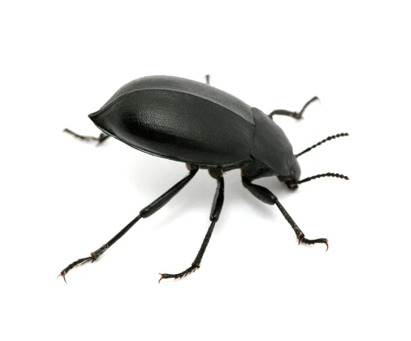 Escarabajo negro —  Fotos de Stock