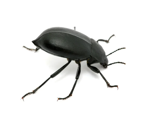 Black beetle — Stock Photo, Image