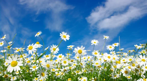 White daisies — Stockfoto