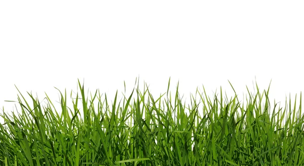 Green grass — Stock Photo, Image