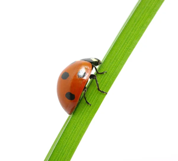 Ladybug — Stock Photo, Image