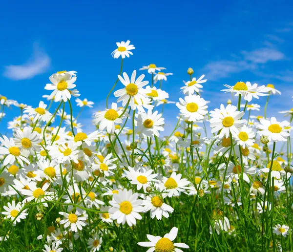 Weiße Gänseblümchen — Stockfoto