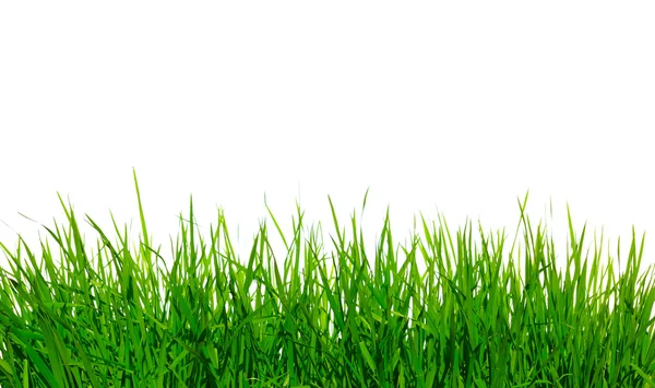 Green grass — Stock Photo, Image