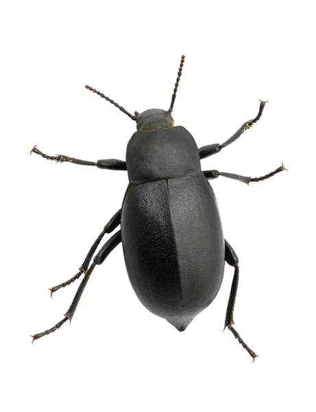 Escarabajo negro — Foto de Stock