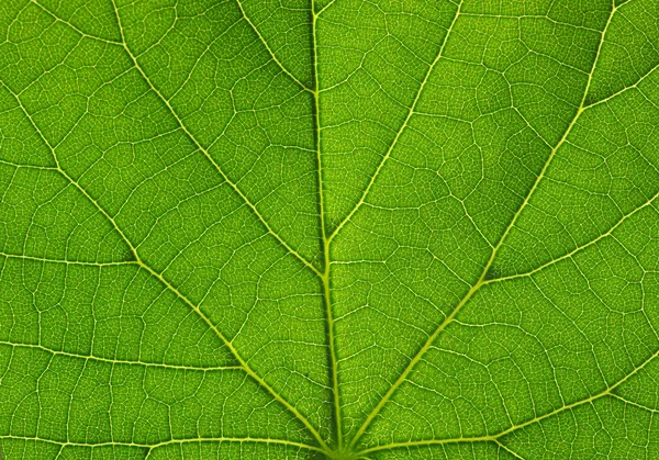 Textura de folha verde — Fotografia de Stock