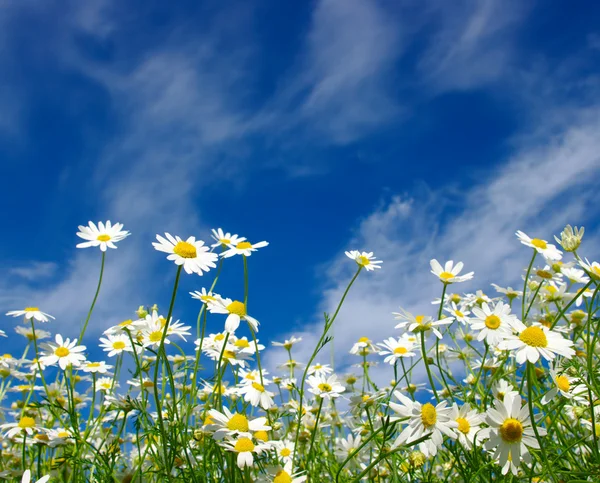 White daisies — Stockfoto