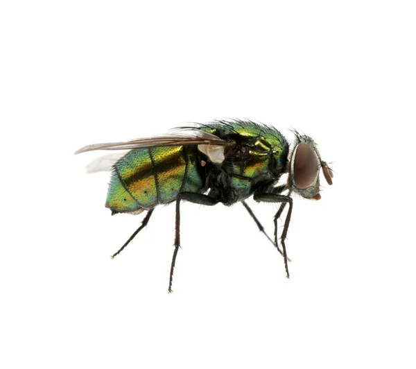 Green fly — Stock Photo, Image