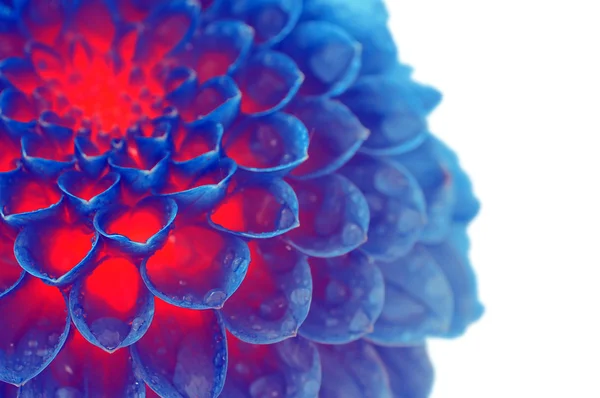 Fiore di fuoco blu scuro — Foto Stock