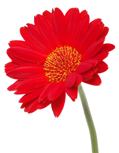 Rode gerbera — Stockfoto