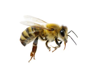 bee clipart