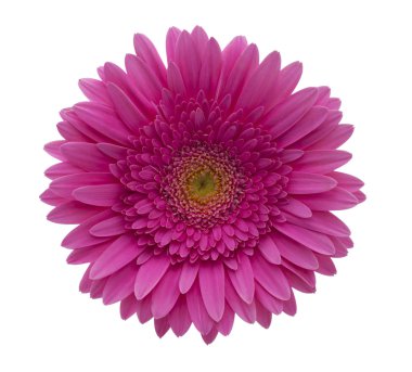 gerbera çiçek