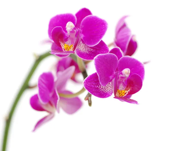 Orquídea rosa — Foto de Stock