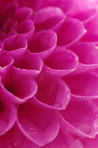 Flor y gotas —  Fotos de Stock