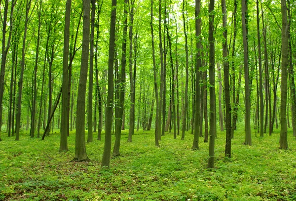 Bomen — Stockfoto