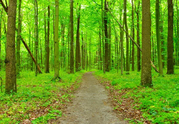 Path in forest — Stock Photo, Image