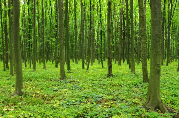 Trees — Stock Photo, Image