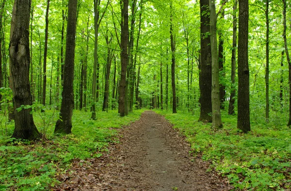 Pad in het bos — Stockfoto