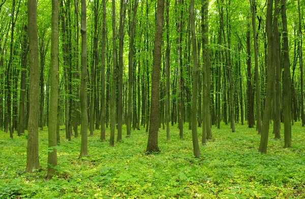 Trees — Stock Photo, Image