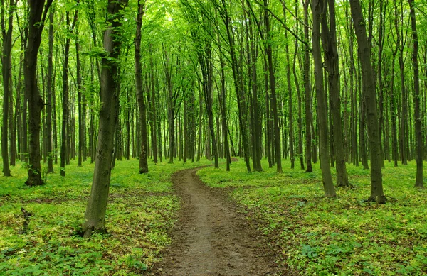 Percorso nella foresta — Foto Stock