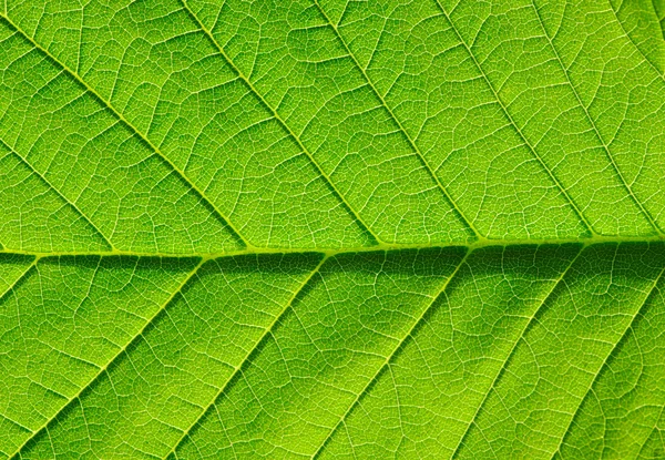 Textura de folha verde — Fotografia de Stock