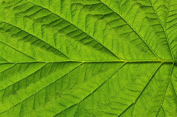 Textura de hoja verde —  Fotos de Stock