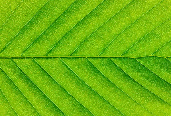 Textura de folha verde — Fotografia de Stock