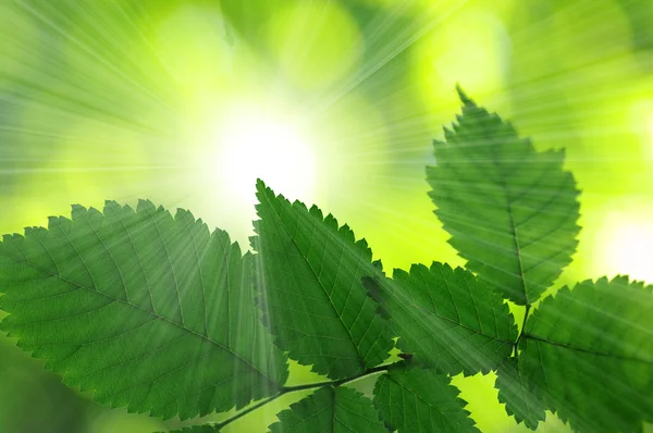 Green leaves — Stock Photo, Image