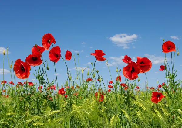 Rode papavers — Stockfoto