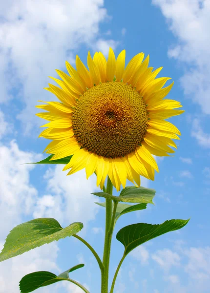 Girasol — Foto de Stock