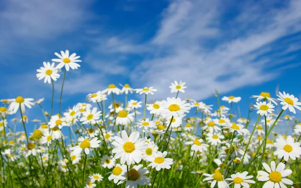 White daisies — Stockfoto