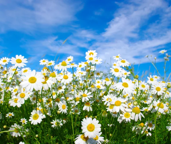 White daisies — Stockfoto