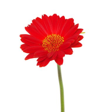 kırmızı gerbera