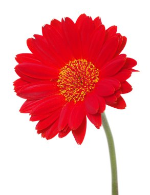 kırmızı gerbera