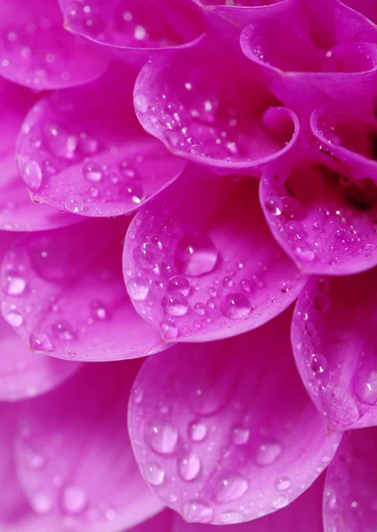 Flower and drops — Stock Photo, Image