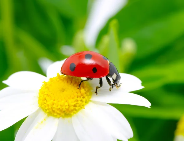 Uğur böceği — Stok fotoğraf