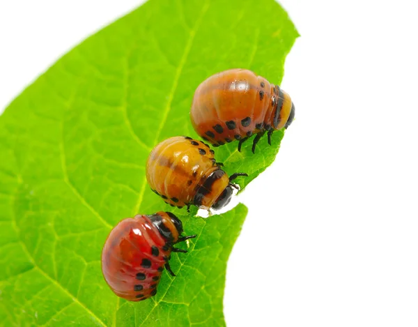 Colorado beetle — Stock Photo, Image