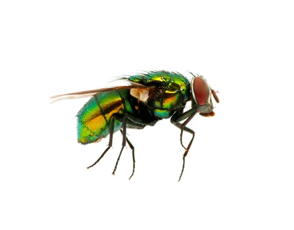 Mosca verde — Fotografia de Stock