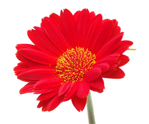 Red gerbera Royalty Free Stock Photos