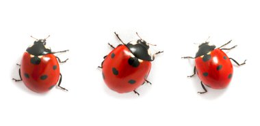 ladybugs topluluğu