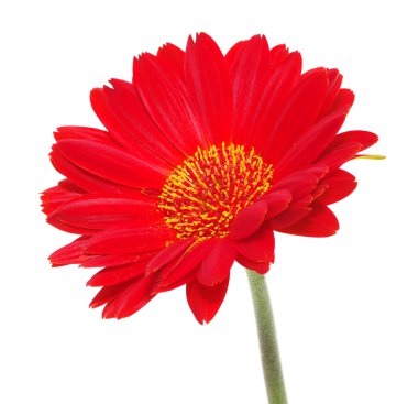 kırmızı gerbera
