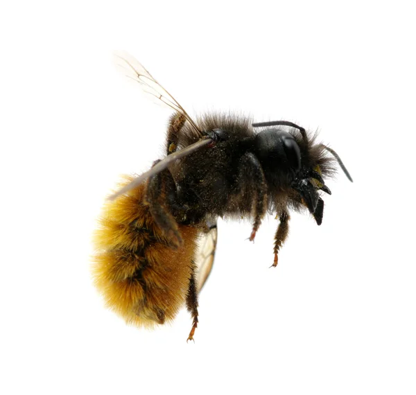 Bumblebee — Stock Photo, Image