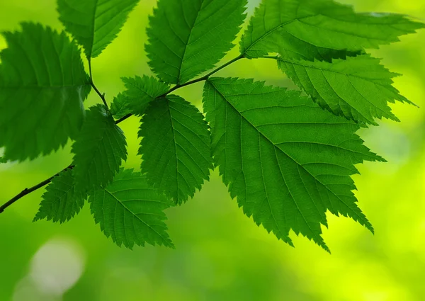 Gröna blad — Stockfoto