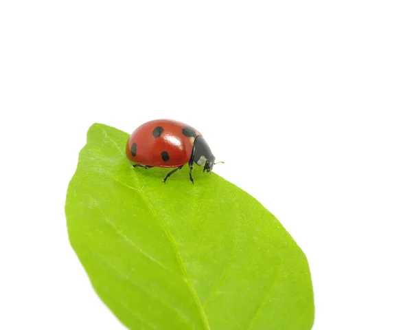 Coccinelle — Photo